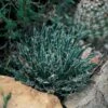 Miniature Century Plant (Agave) -Daily Garden Joy Shop 12713 agave toumeyana bella