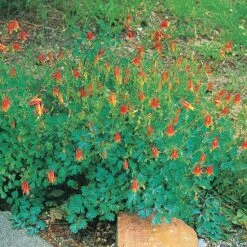 Arizona Columbine -Daily Garden Joy Shop 20816 aquilegia desertorum