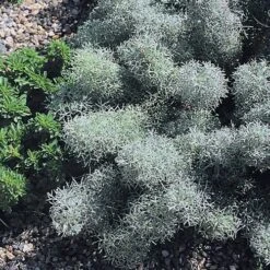 Daily Garden Joy Shop 3 Daily Garden Joy Shop -Daily Garden Joy Shop 22632 artemisia versicolor