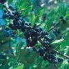 Berry Girl New Mexico Privet -Daily Garden Joy Shop 52550a forestiera neomexicana 1