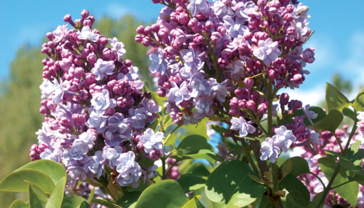 Daily Garden Joy Shop -Daily Garden Joy Shop 5471736 bm200810705100008arjpg