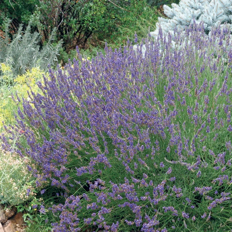 Grosso French Lavender 3 Grosso French Lavender