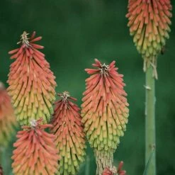 Fire Dance Red Hot Poker -Daily Garden Joy Shop 96488 kniphofia hirsuta fire dance