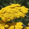 Coronation Gold Yarrow -Daily Garden Joy Shop achillea coronation gold yarrow 47