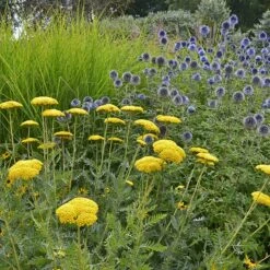 Coronation Gold Yarrow -Daily Garden Joy Shop achillea coronation gold yarrow globe thistle garden