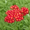 Red Velvet Yarrow -Daily Garden Joy Shop achillea red velvet yarrow garden