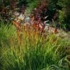Rain Dance Big Bluestem Grass -Daily Garden Joy Shop adropogon gerardii rain dance 1
