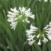White Lily Of The Nile (Agapanthus) -Daily Garden Joy Shop agapanthus cold hardy white close up