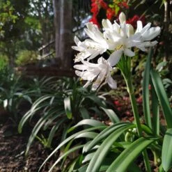 White Lily Of The Nile (Agapanthus) -Daily Garden Joy Shop agapanthus cold hardy white cropped 19