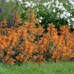 Apricot Sprite Agastache -Daily Garden Joy Shop agastache agastache apricot sprite walters gardens cropped