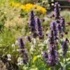 Black Adder Agastache -Daily Garden Joy Shop agastache black adder 1