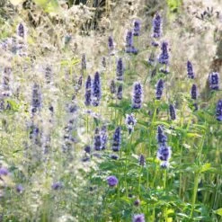 Daily Garden Joy Shop 22 Daily Garden Joy Shop -Daily Garden Joy Shop agastache black adder 2