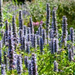 Black Adder Agastache -Daily Garden Joy Shop agastache black adder 3