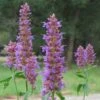 Blue Blazes Agastache -Daily Garden Joy Shop agastache blue blazes 2