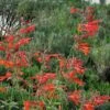 Coronado® Red Agastache -Daily Garden Joy Shop agastache coronado red by david salman 1