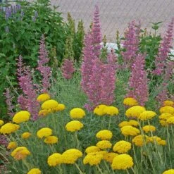 Desert Solstice Agastache -Daily Garden Joy Shop agastache desert solstice achillea gold plate