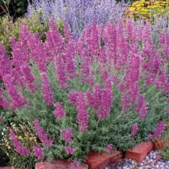 Desert Solstice Agastache -Daily Garden Joy Shop agastache desert solstice bush