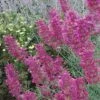 Desert Solstice Agastache -Daily Garden Joy Shop agastache desert solstice flowers