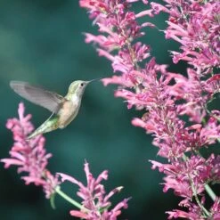 Desert Solstice Agastache -Daily Garden Joy Shop agastache desert solstice hummingbird