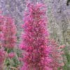 Desert Sunrise® Agastache -Daily Garden Joy Shop agastache dwf desert sunrise close up 2