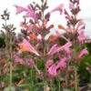 Kudos™ Ambrosia Agastache -Daily Garden Joy Shop agastache kudos ambrosia terra nova cropped closeup 2