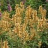 Kudos™ Gold Agastache -Daily Garden Joy Shop agastache kudos gold terra nova cropped 2 2