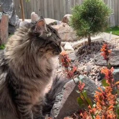 Kudos™ Mandarin Agastache -Daily Garden Joy Shop agastache kudos mandarin 2