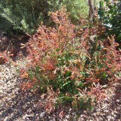 Kudos™ Mandarin Agastache -Daily Garden Joy Shop agastache kudos mandarin 3