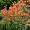 Kudos™ Mandarin Agastache -Daily Garden Joy Shop agastache kudos mandarin terra nova nurseries cropped 3