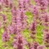 Agastache Neomexicana -Daily Garden Joy Shop agastache neomexicana