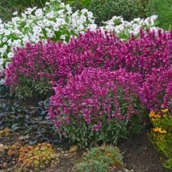 Rosie Posie Agastache -Daily Garden Joy Shop agastache rosie posie 4