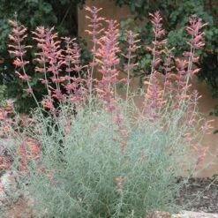 Agastache Rupestris -Daily Garden Joy Shop agastache rupestris 11825 3