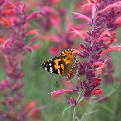 Agastache Rupestris -Daily Garden Joy Shop agastache rupestris pollinators