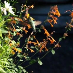 Apricot Sprite Agastache -Daily Garden Joy Shop agastache apricot sprite close up w humingbird cropped