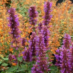 Blue Boa Agastache -Daily Garden Joy Shop agastache blue boa 1b 1 with apricot sprite 2