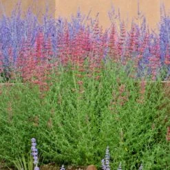 Desert Sunrise® Agastache -Daily Garden Joy Shop agastache desert sunrise russian sagecc 2