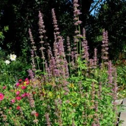 Agastache Neomexicana -Daily Garden Joy Shop agastache neomexicana in the garden