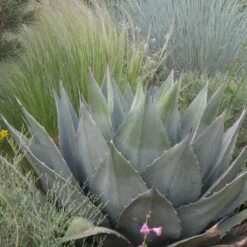 Havard's Century Plant (Agave) -Daily Garden Joy Shop agave havardiana hbl1v51 2