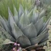Havard's Century Plant (Agave) -Daily Garden Joy Shop agave havardiana 2 web 2