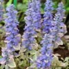 Silver Queen Ajuga -Daily Garden Joy Shop ajuga silver queen 1