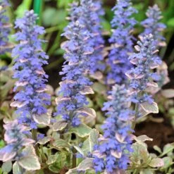 Silver Queen Ajuga