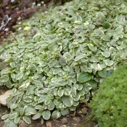 Daily Garden Joy Shop 5 Daily Garden Joy Shop -Daily Garden Joy Shop ajuga silver queen 2