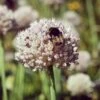 Ping Pong Allium -Daily Garden Joy Shop allium ping pong with bee in garden