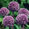 Summer Drummer Allium -Daily Garden Joy Shop allium summer drummer 14455 web