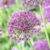 Violet Beauty Allium -Daily Garden Joy Shop allium violet beaut 3 cropped