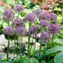 Violet Beauty Allium -Daily Garden Joy Shop allium violet beauty cropped