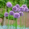 Gladiator Allium 1 Gladiator Allium -Daily Garden Joy Shop alliumgladiator2 1