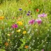 Dry Area Wildflower Seed Mix -Daily Garden Joy Shop allysum cosmos coreopsis red poppy meadow