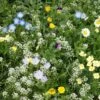 Alternative Lawn Wildflower Seed Mix 2 Alternative Lawn Wildflower Seed Mix -Daily Garden Joy Shop alternative lawn wildflower seed mix 6 1
