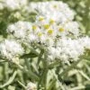 New Snow Pearly Everlasting (Anaphalis) -Daily Garden Joy Shop anaphalis margaritacea new snow close up